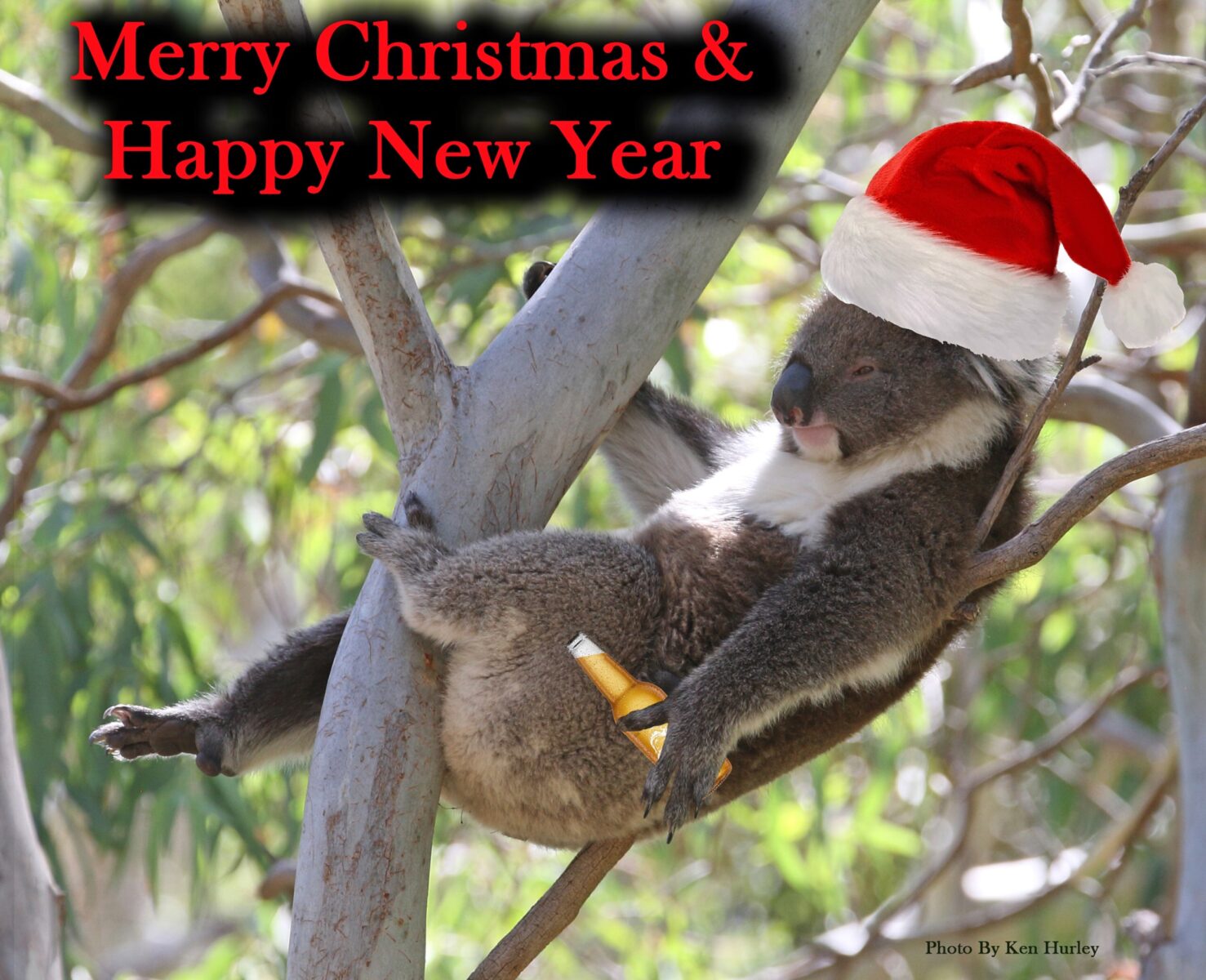 Neds Christmas Koala card